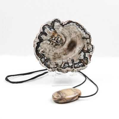 Accessoire et Bois de palmier fossilisé