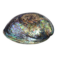 Accessoire et Coquillage d'Abalone