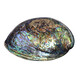 Accessoire et Coquillage d'Abalone